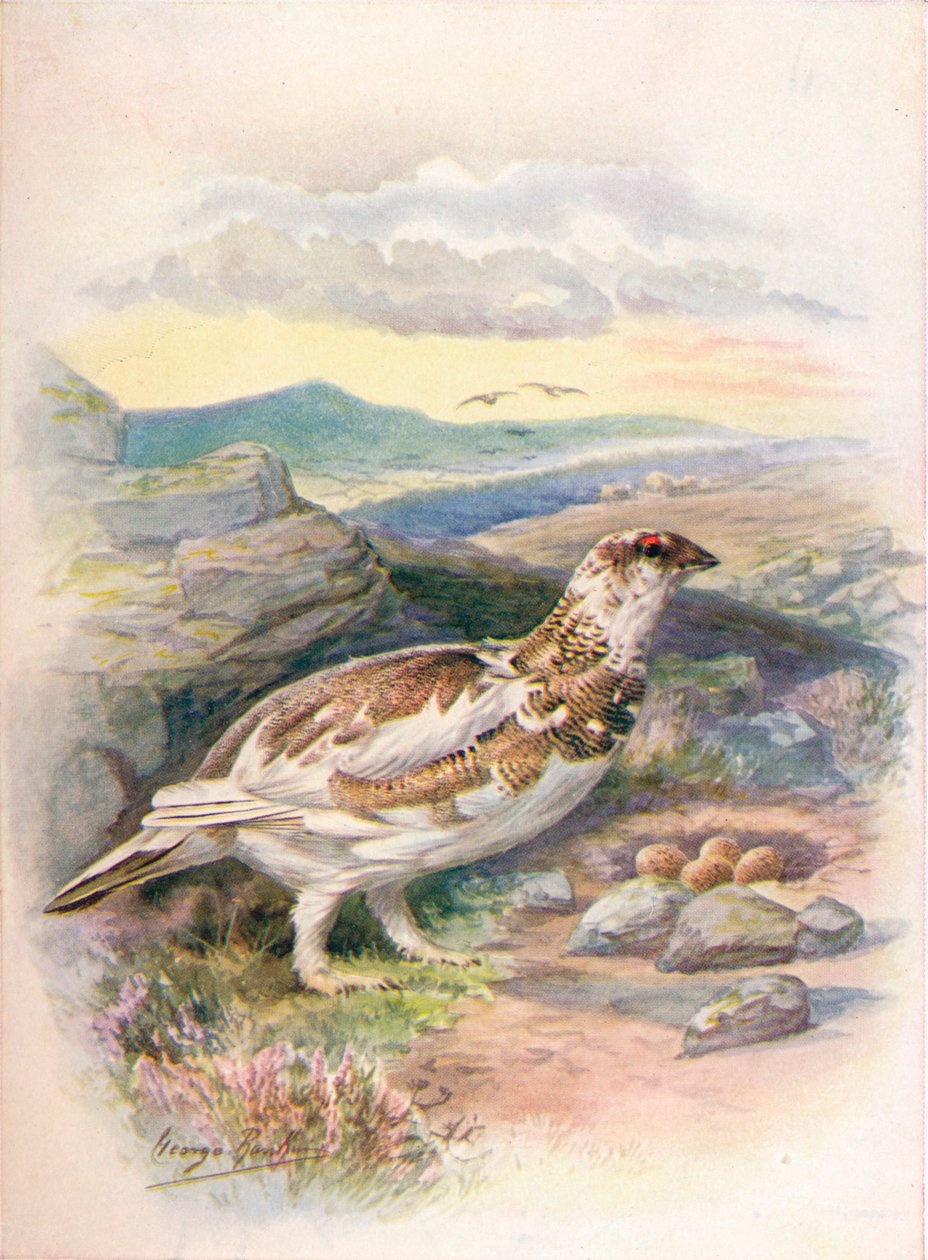 Sneeuwhoen - Lagopus mutus, ca. 1910 door George James Rankin