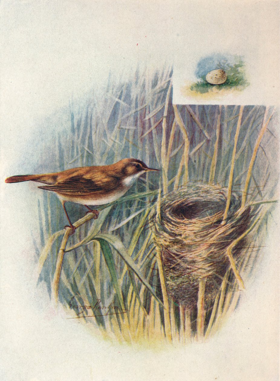 Rietzanger - Acrocephalus streperus, c1910, 1910 door George James Rankin