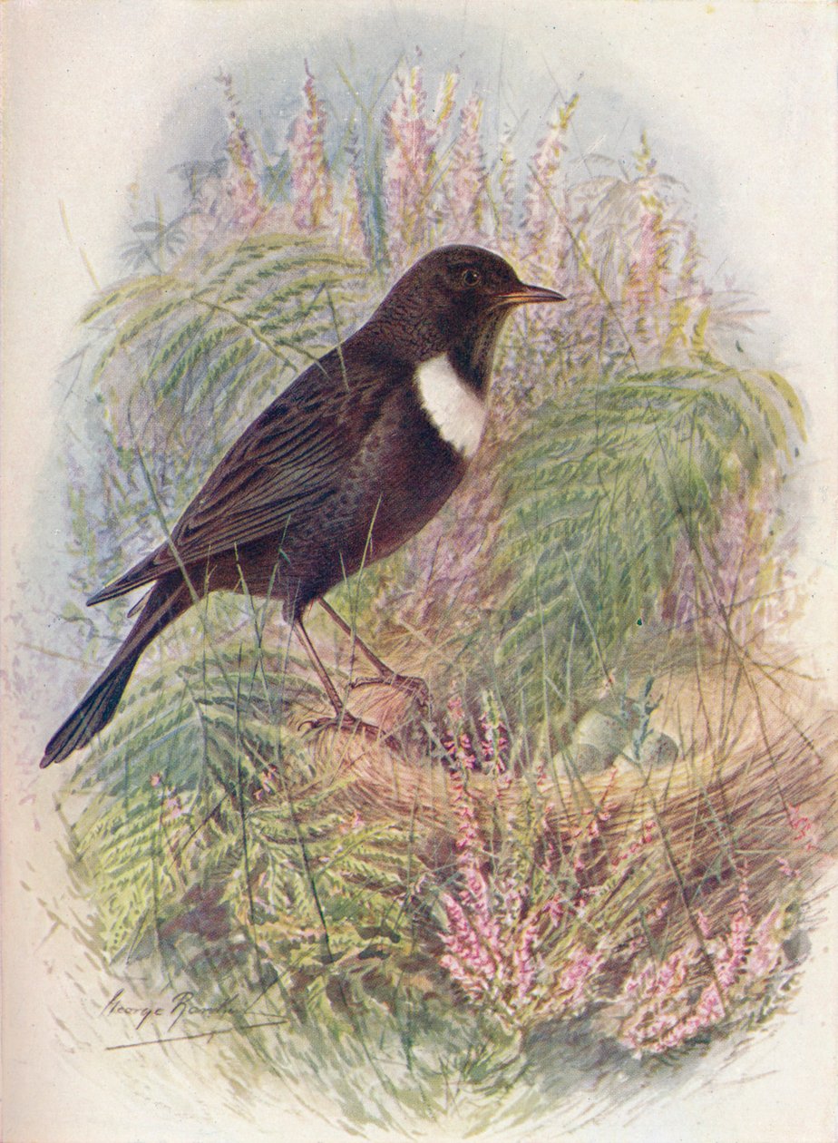 Ring-Merel - Turdus torquatus, ca. 1910, 1910 door George James Rankin