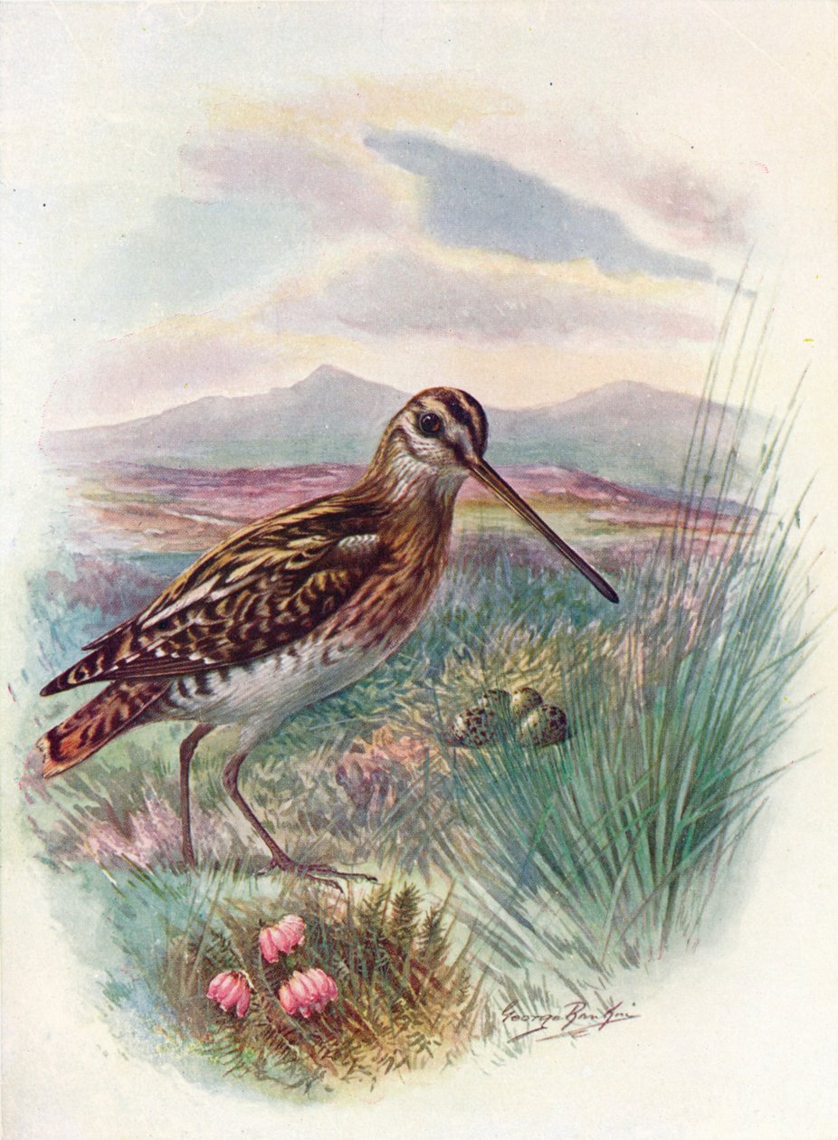 Watersnip - Gallinago coelestis, ca. 1910 door George James Rankin