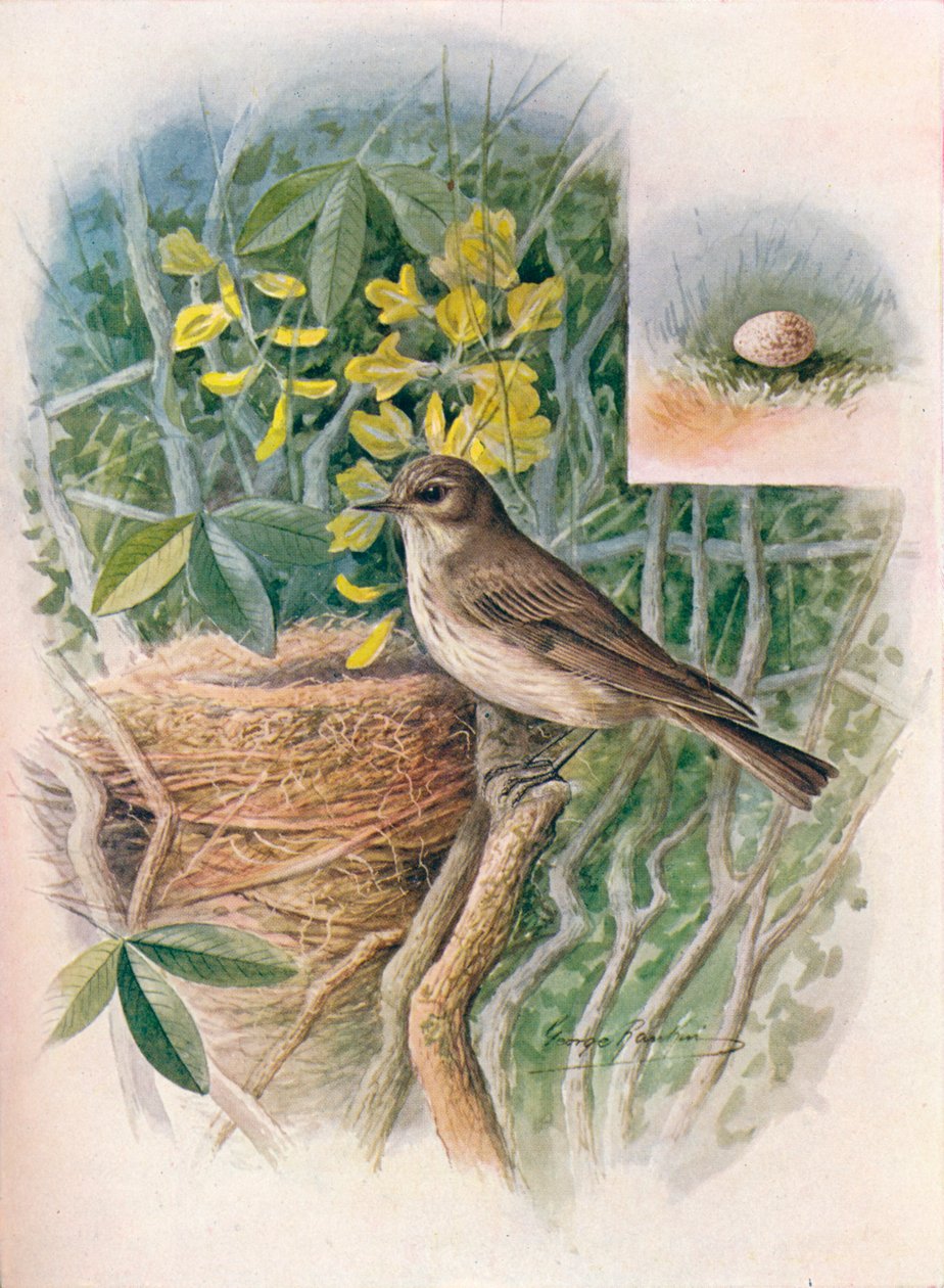 Grauwe Vliegenvanger - Muscicapa grisola, ca. 1910, 1910 door George James Rankin