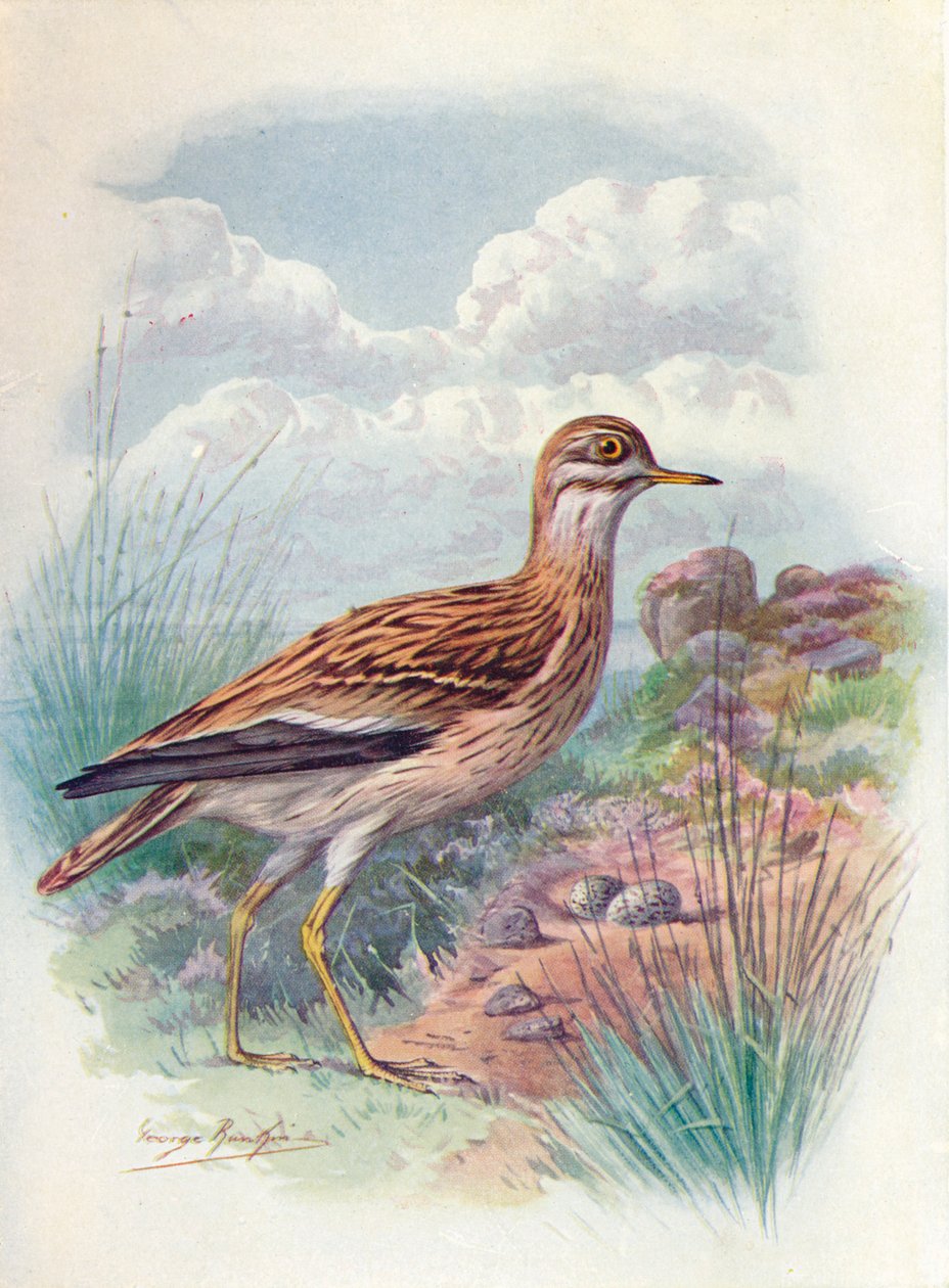 Griel, Norfolk Plevier, of Dikbek door George James Rankin