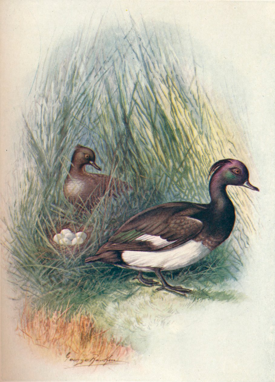 Kuifeend - Fuligula cristata door George James Rankin