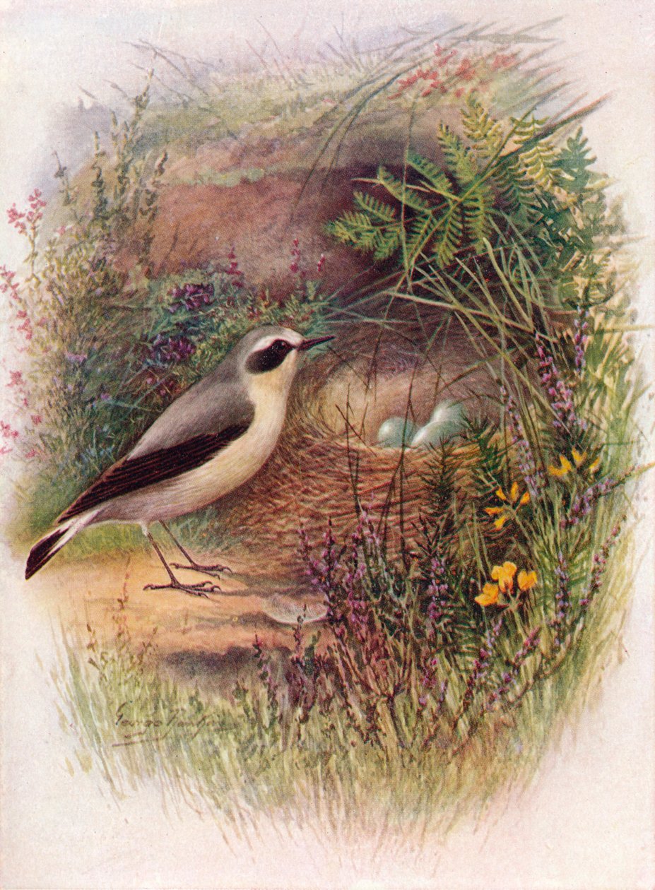 Tapuit - Saxicola oenanthe door George James Rankin