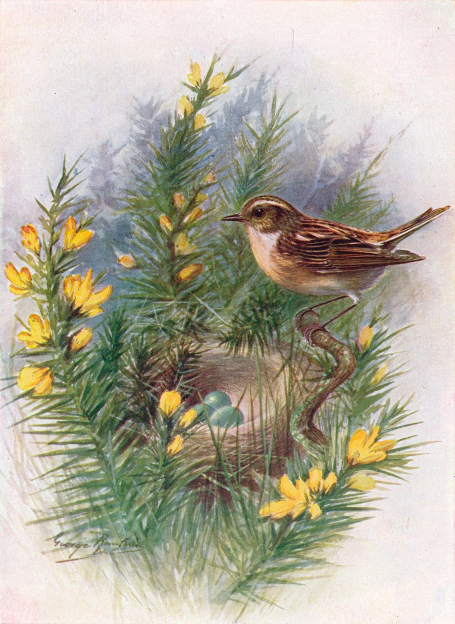 Paapje - Pratincola rubetra, ca. 1910, 1910 door George James Rankin