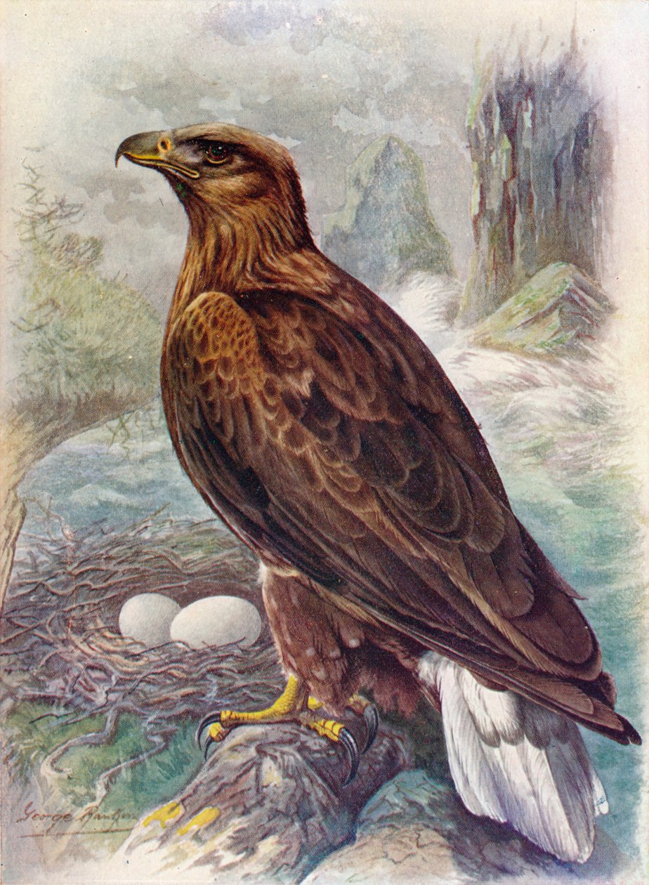 Witte of zeearend - Haliaetus albicilla door George James Rankin
