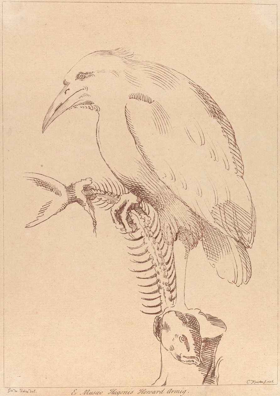 Zonder titel: Vogel met visskelet door George Knapton