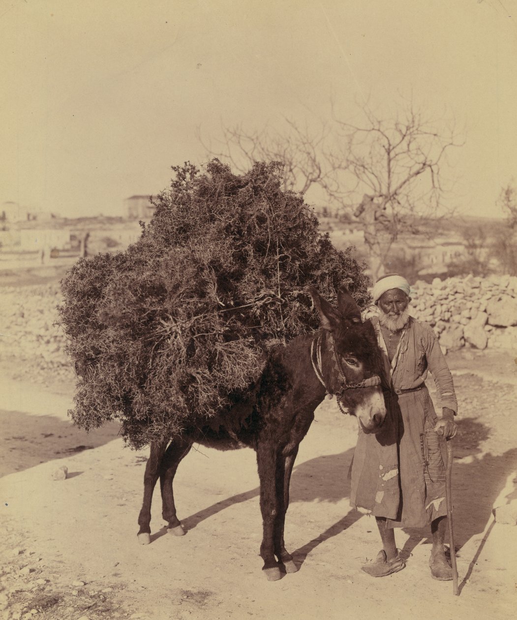 Ezel die een lading wortels en takken voor brandstof draagt, Palestina, c.1900 door Bartolome Esteban and studio Murillo