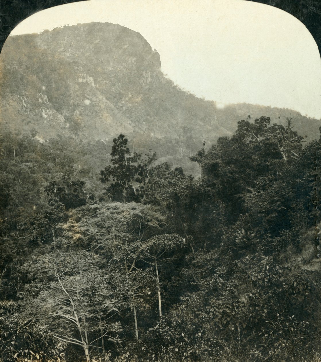 Tropische vegetatie in de Barron River Gorge, Cairns, Queensland, Australië, ca. 1909 door George Rose