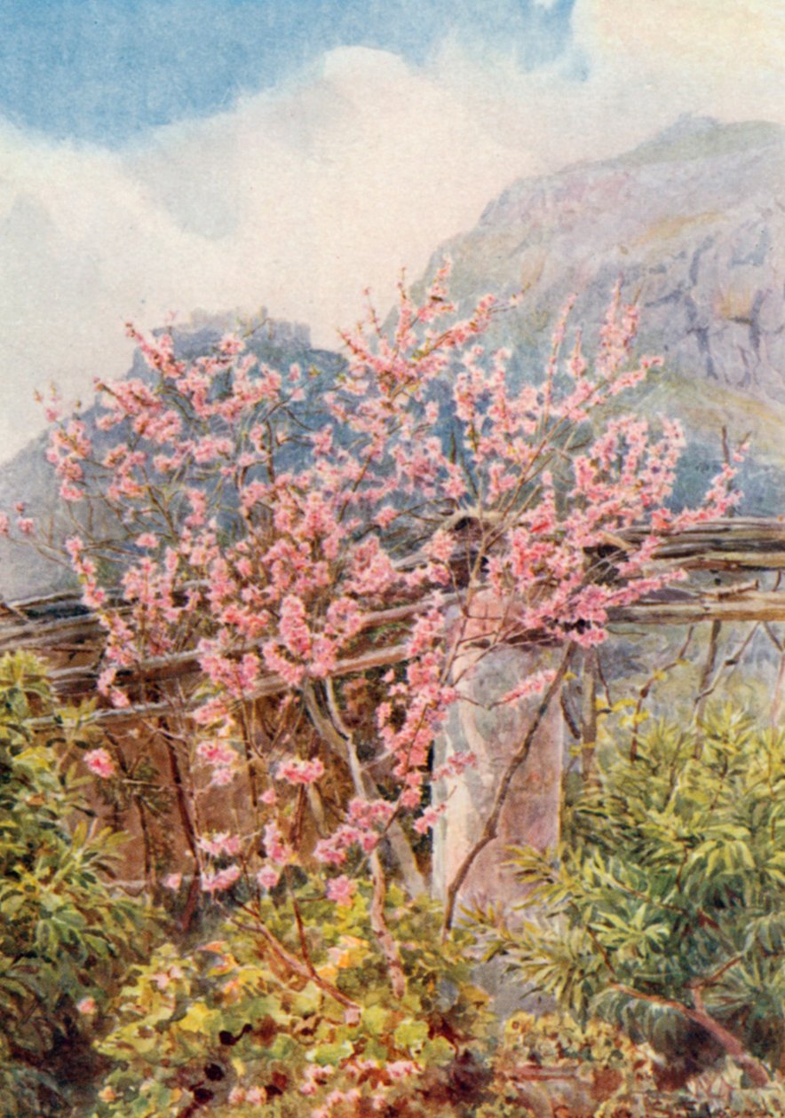 Perzikbomen in bloei