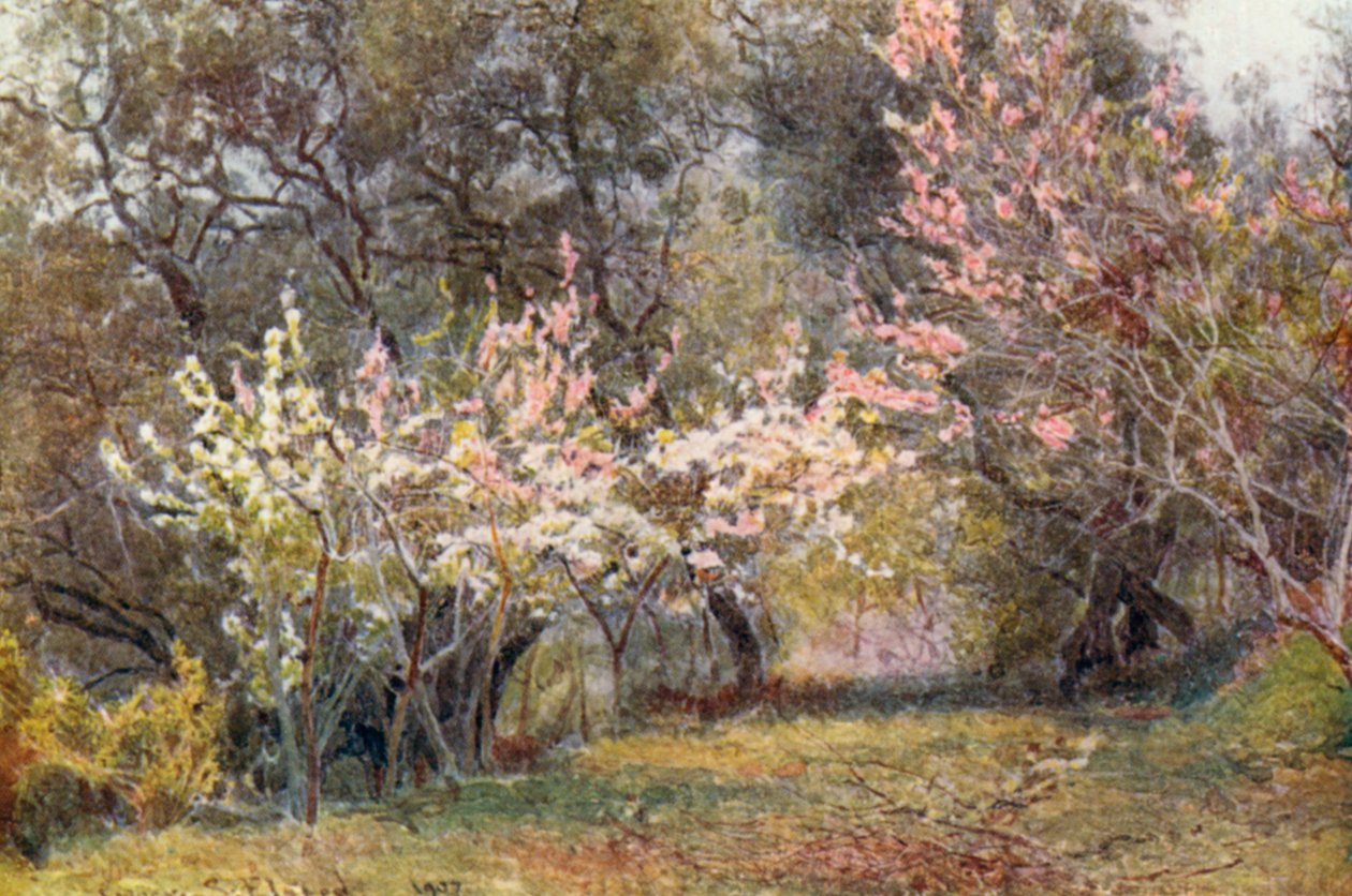 Perzik, Pruim en Perenbloesem (kleurenlitho) door George Samuel Elgood