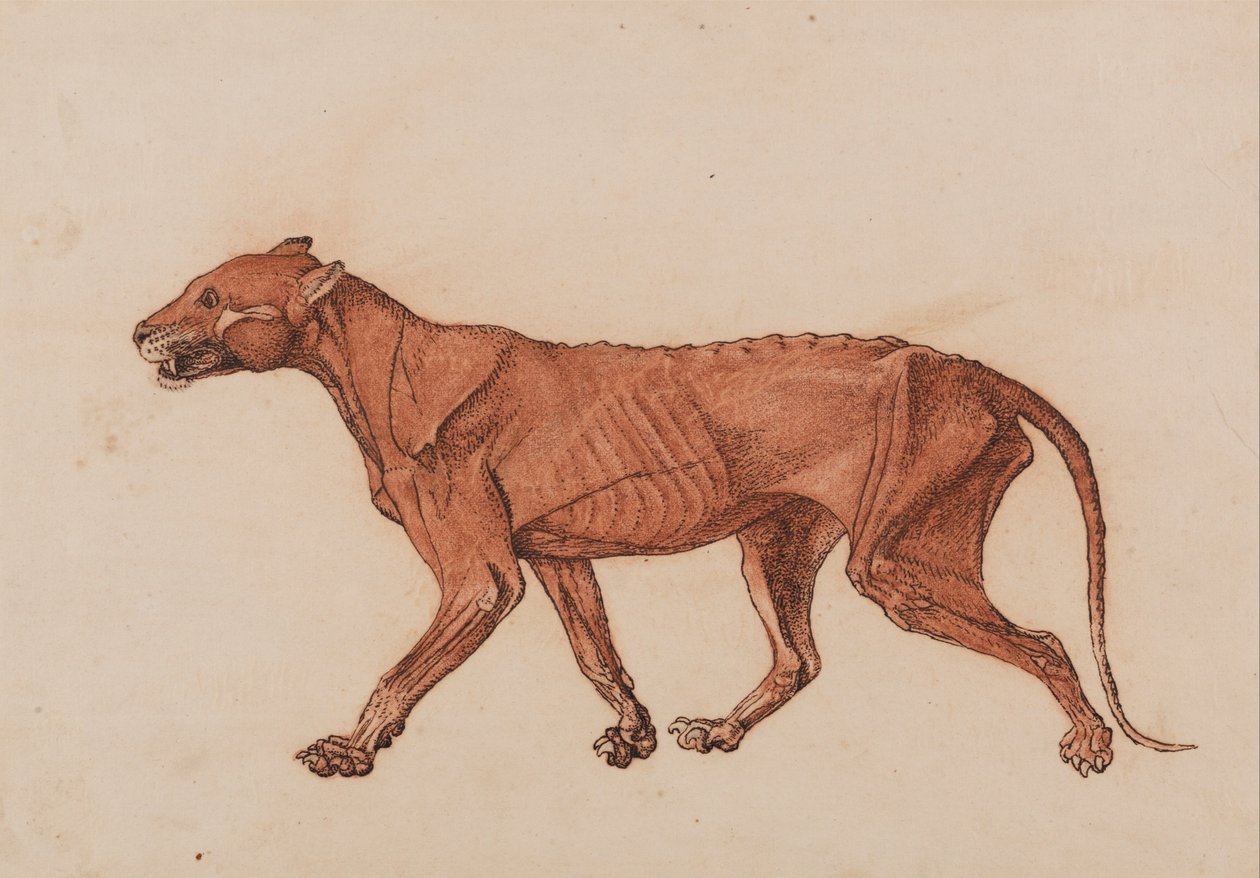 Een vergelijkende anatomische uiteenzetting van de structuur van het menselijk lichaam met dat van een tijger en een hoender: Tijgerlichaam, zijaanzicht door George Stubbs