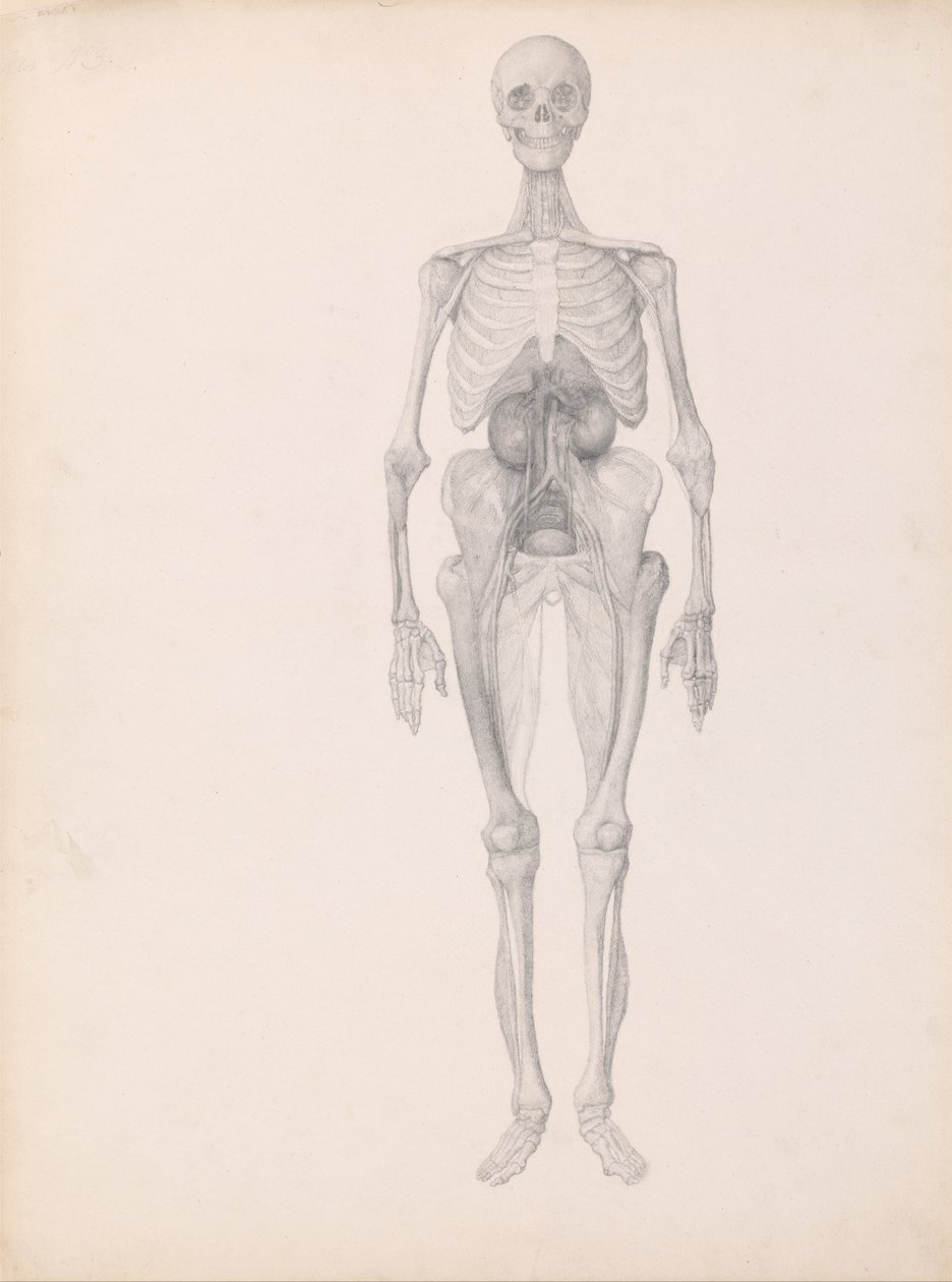 Een vergelijkende anatomische uiteenzetting van de structuur van het menselijk lichaam met dat van een tijger en een hoender:  Menselijke figuur, vooraanzicht (voltooide studie van de laatste fase van de dissectie) door George Stubbs