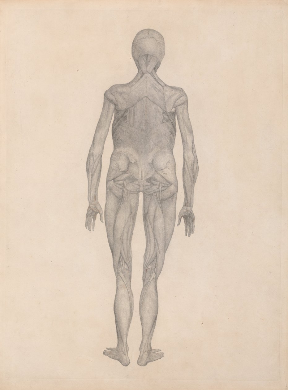 Een vergelijkende anatomische uiteenzetting van de structuur van het menselijk lichaam met dat van een tijger en een hoender:  Menselijke figuur, achteraanzicht (voltooide studie voor een ongepubliceerde plaat) door George Stubbs