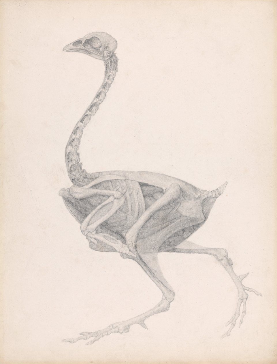 Een vergelijkende anatomische uiteenzetting van de structuur van het menselijk lichaam met dat van een tijger en een hoender: Fowl Body, Lateral View (Zeer voltooide studie voor een ongepubliceerde tabel; toont de laatste fase in de dissectie) door George Stubbs