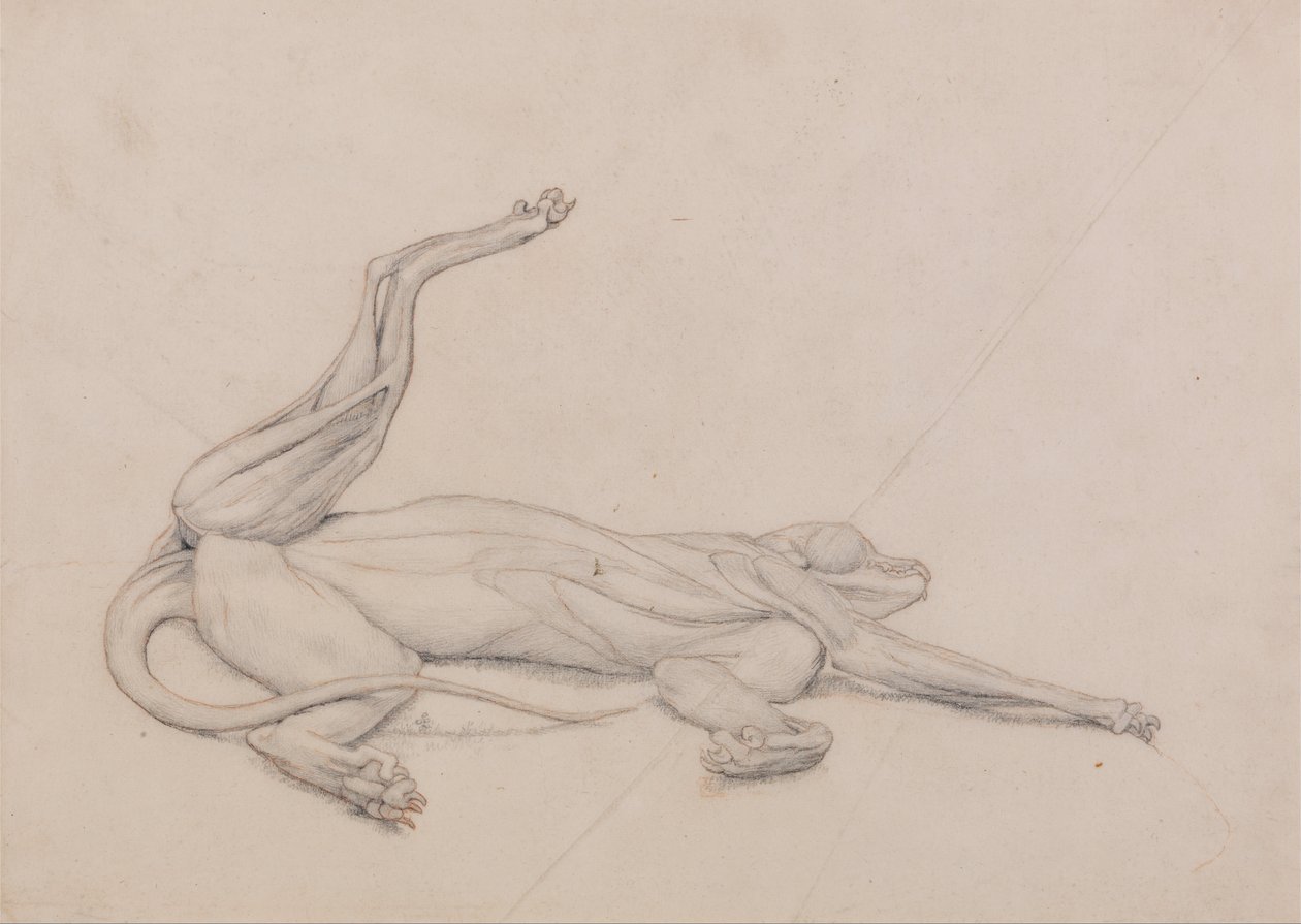 Een vergelijkende anatomische uiteenzetting van de structuur van het menselijk lichaam met dat van een tijger en een hoender: Tijger, liggend, centraal bekeken door George Stubbs