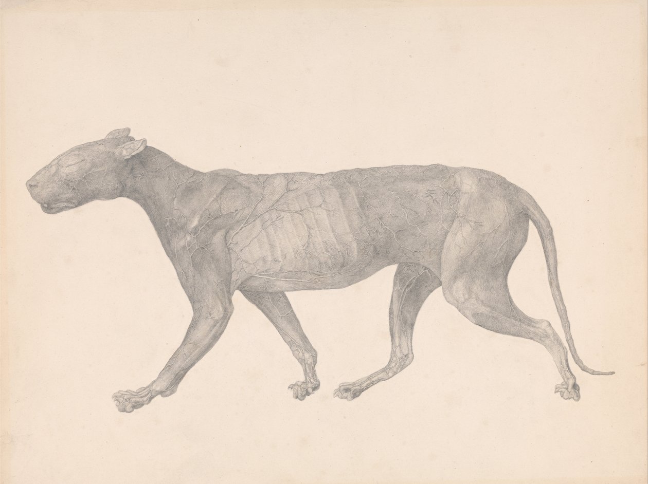 Een vergelijkende anatomische uiteenzetting van de structuur van het menselijk lichaam met dat van een tijger en een hoender:  Tijger, zijaanzicht, met huid en weefsel verwijderd (voltooide studie voor tabel IX) door George Stubbs