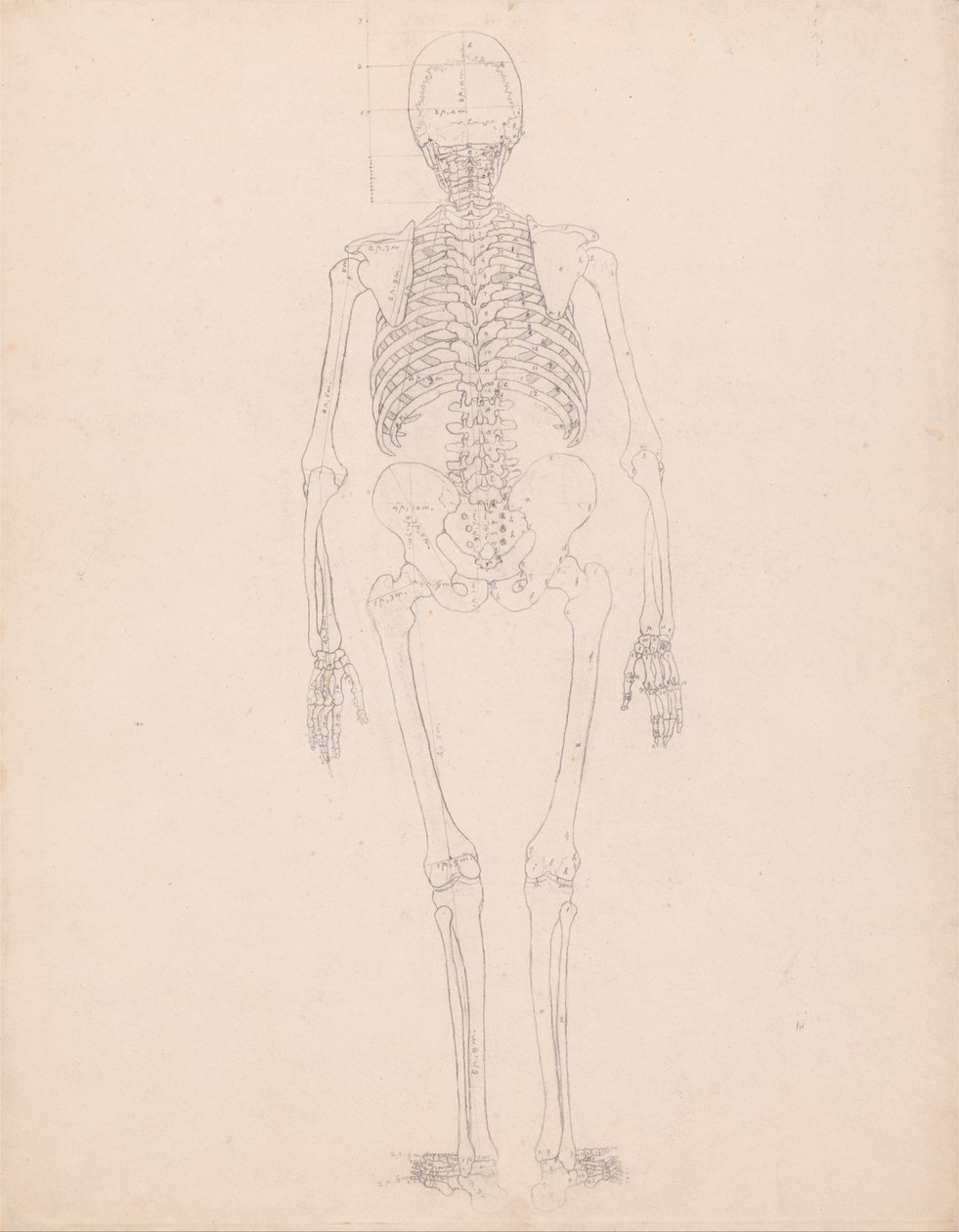 Een vergelijkende anatomische uiteenzetting van de structuur van het menselijk lichaam met dat van een tijger en een hoender: Menselijk skelet, achteraanzicht door George Stubbs
