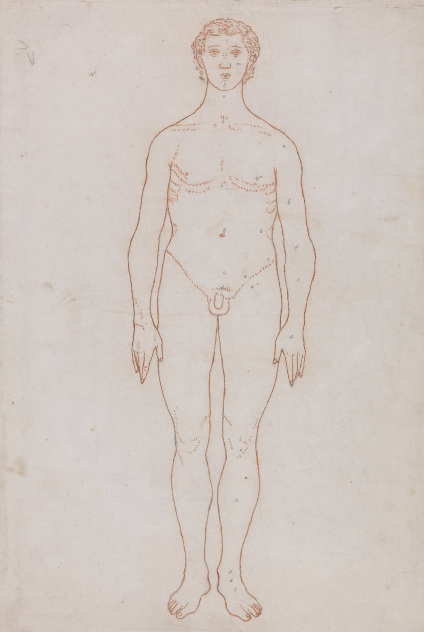 Een vergelijkende anatomische uiteenzetting van de structuur van het menselijk lichaam met dat van een tijger en een hoender: Studie van de menselijke figuur, vooraanzicht (schetstekening voor tabel VI) door George Stubbs