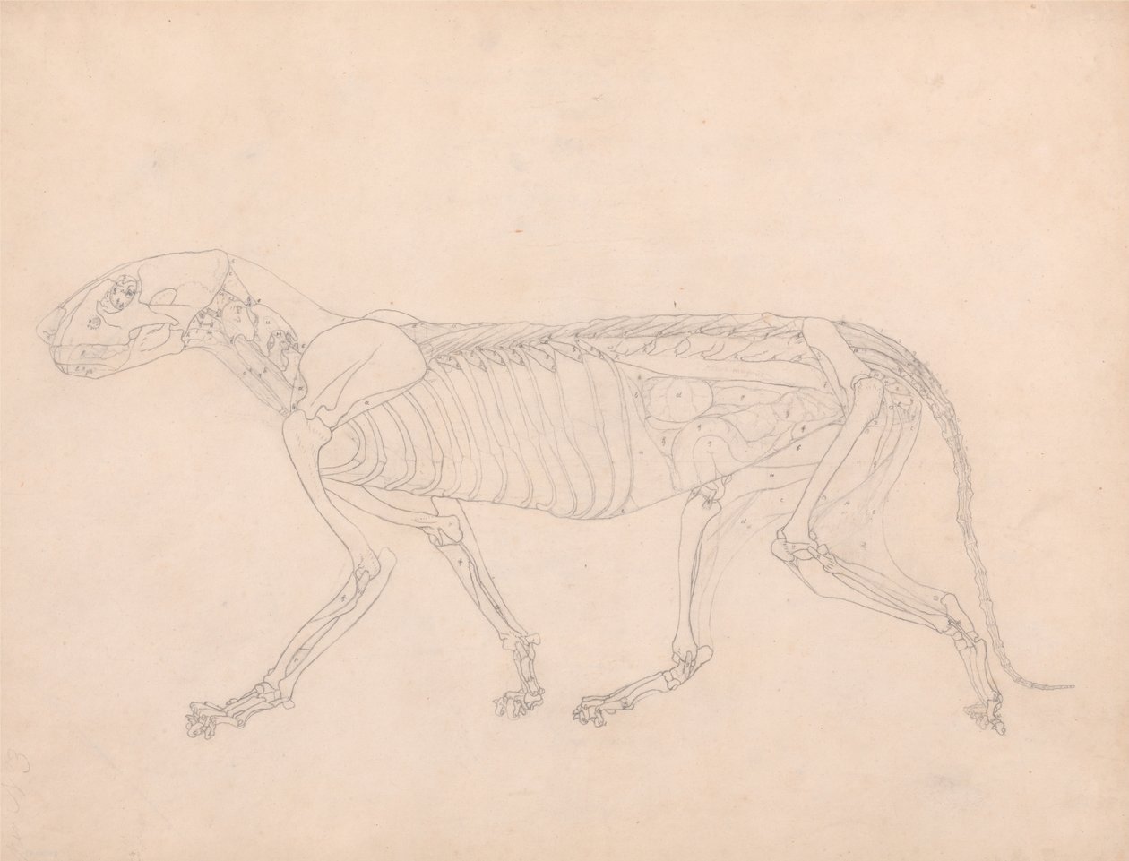 Een vergelijkende anatomische uiteenzetting van de structuur van het menselijk lichaam met dat van een tijger en een hoender: Tijgerlichaam, zijaanzicht door George Stubbs