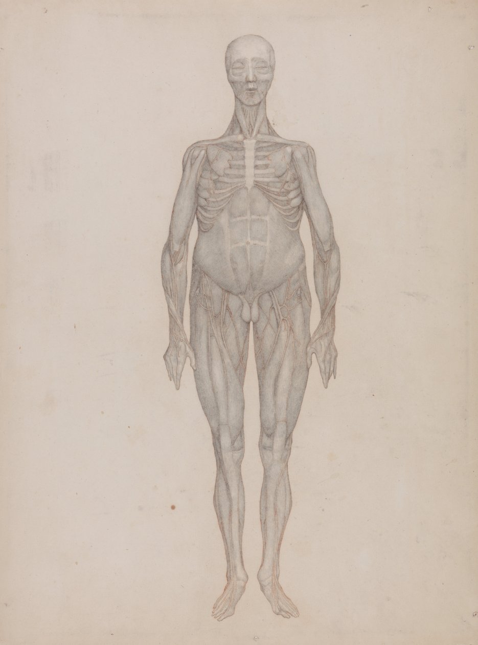 Een vergelijkende anatomische uiteenzetting van de structuur van het menselijk lichaam met dat van een tijger en een hoender: Menselijke figuur, vooraanzicht (bedoeld voor een plaat die nooit werd gepubliceerd) door George Stubbs