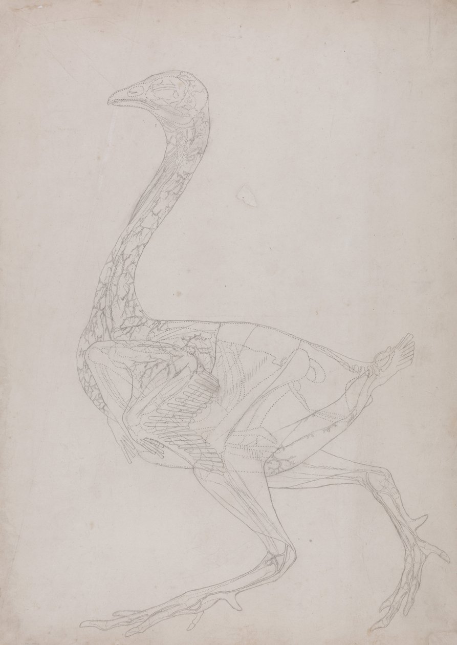 Een vergelijkende anatomische uiteenzetting van de structuur van het menselijk lichaam met dat van een tijger en een hoender:  Hoenderlichaam, zijaanzicht (schematische tekening, behorend bij tabel XV) door George Stubbs
