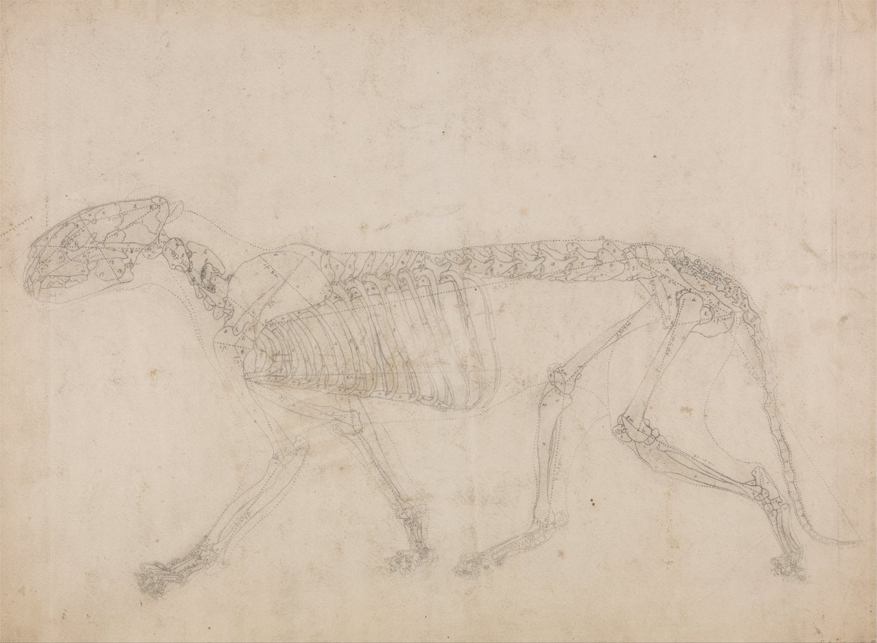 Een vergelijkende anatomische uiteenzetting van de structuur van het menselijk lichaam met dat van een tijger en een hoender: Tijgerskelet, zijaanzicht (Waarschijnlijk de meesterstudie van het skelet) door George Stubbs