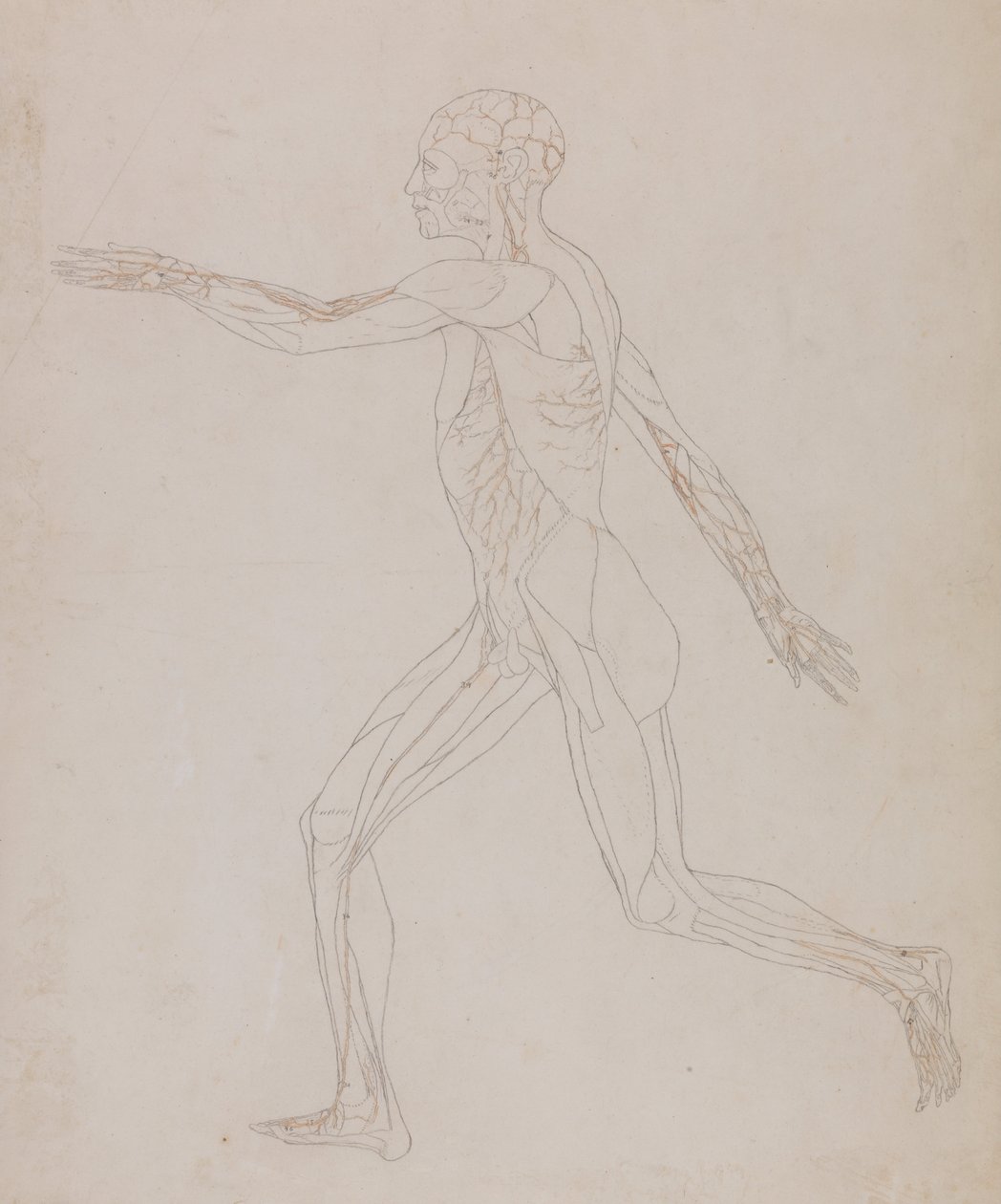 Een vergelijkende anatomische uiteenzetting van de structuur van het menselijk lichaam met dat van een tijger en een hoender: Figuur van de mens, zijaanzicht (Verwant aan tabel XIII, gedetailleerde studie van de bloedvaten die de spieren voeden) door George Stubbs