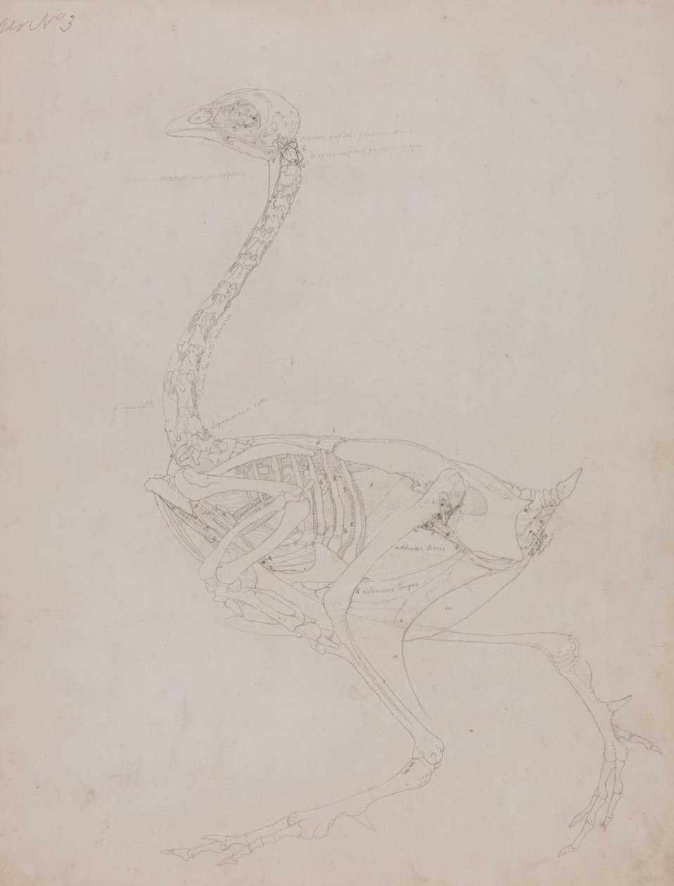 Een vergelijkende anatomische uiteenzetting van de structuur van het menselijk lichaam met dat van een tijger en een hoender:  Hoenderlichaam, zijaanzicht door George Stubbs