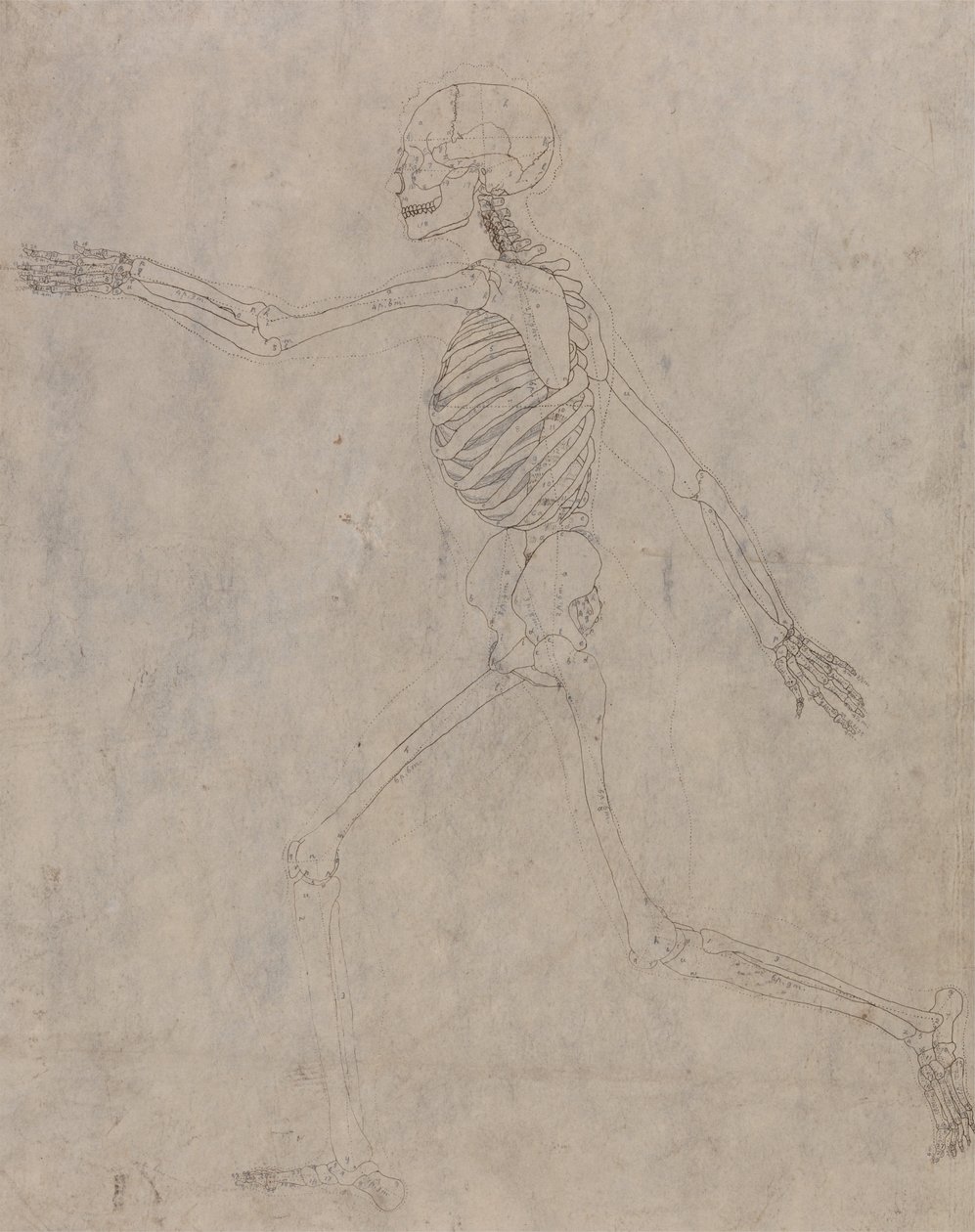 Een vergelijkende anatomische uiteenzetting van de structuur van het menselijk lichaam met dat van een tijger en een hoender: Menselijk skelet, zijaanzicht door George Stubbs