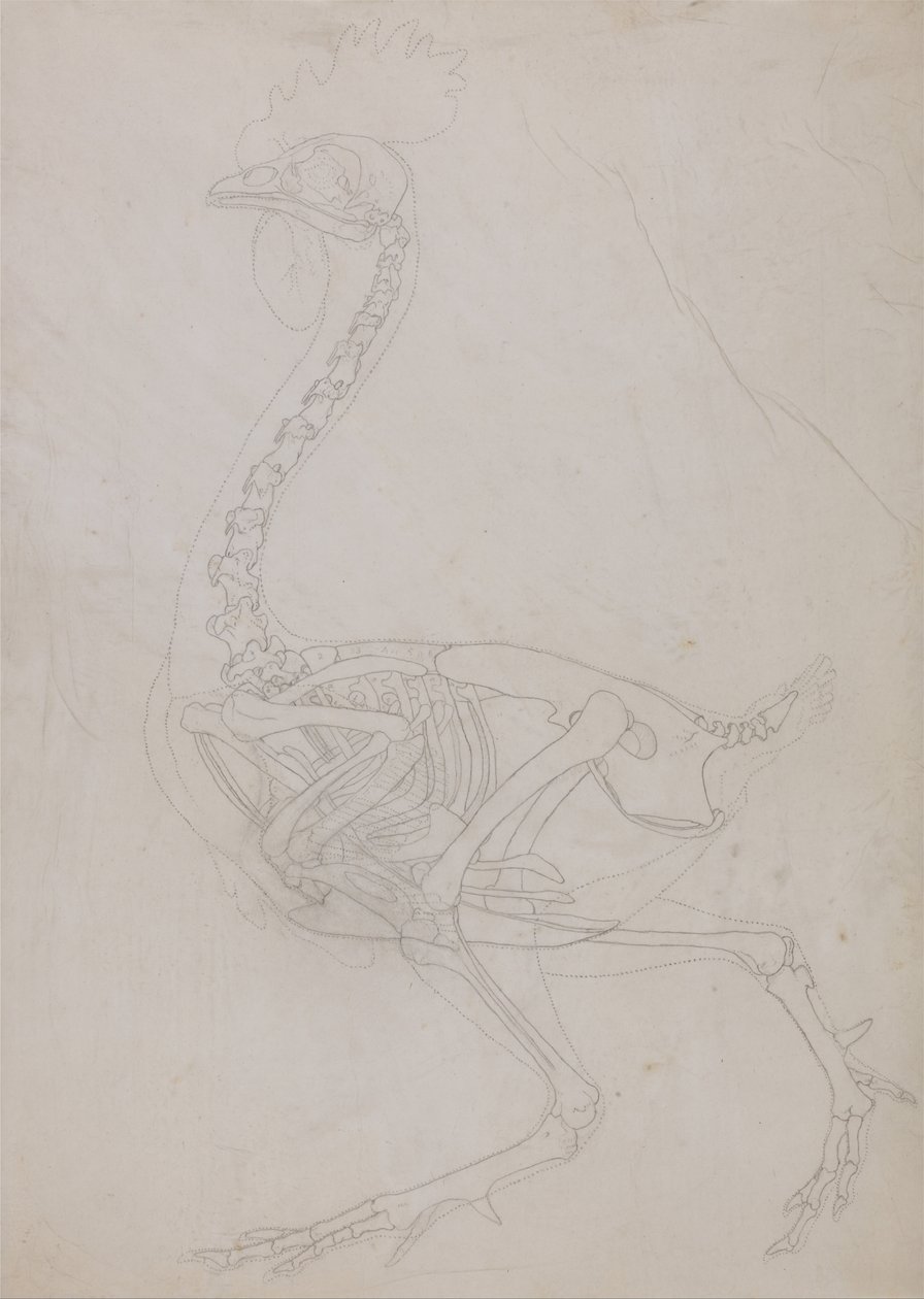 Een vergelijkende anatomische uiteenzetting van de structuur van het menselijk lichaam met dat van een tijger en een hoender:  Kippenskelet, zijaanzicht (schematische tekening) door George Stubbs