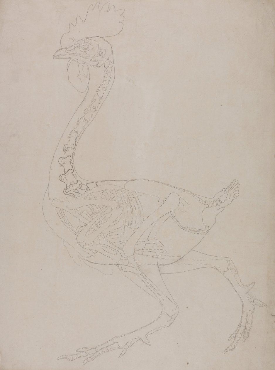 Een vergelijkende anatomische uiteenzetting van de structuur van het menselijk lichaam met dat van een tijger en een hoender:  Kippenskelet, zijaanzicht door George Stubbs