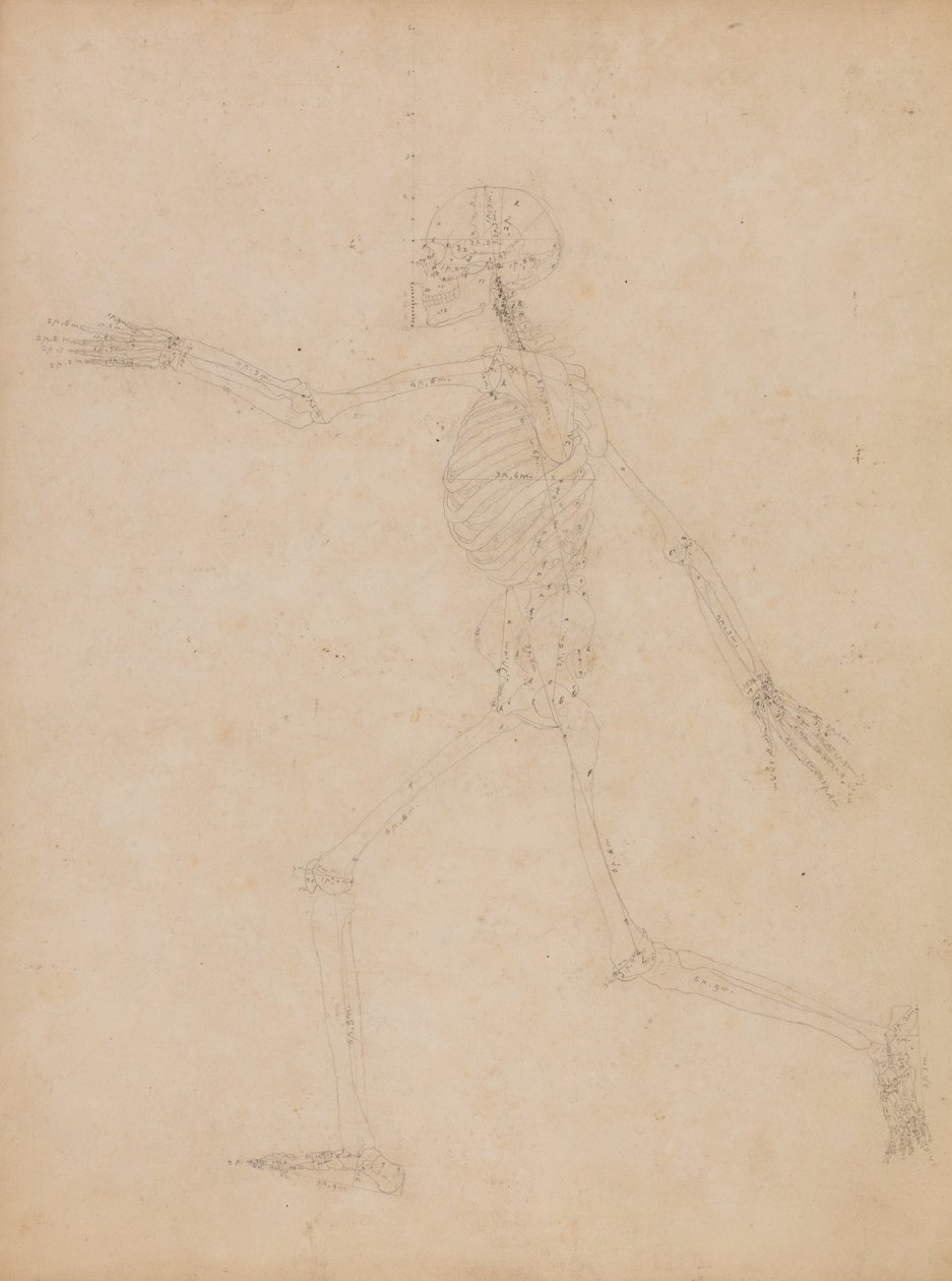 Een vergelijkende anatomische uiteenzetting van de structuur van het menselijk lichaam met dat van een tijger en een hoender:  Menselijk skelet, zijaanzicht door George Stubbs