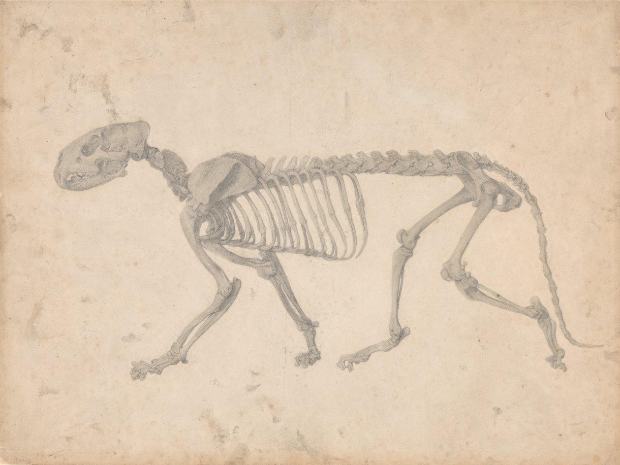 Een vergelijkende anatomische uiteenzetting van de structuur van het menselijk lichaam met dat van een tijger en een hoender: Tijgerskelet, zijaanzicht (voltooide studie voor tabel IV) door George Stubbs