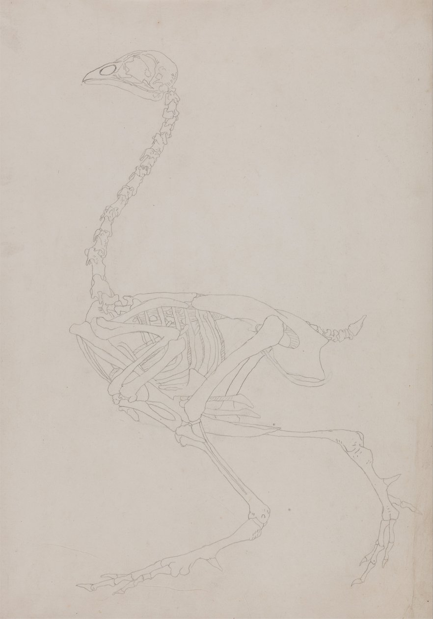Een vergelijkende anatomische uiteenzetting van de structuur van het menselijk lichaam met dat van een tijger en een hoender:  Kippenskelet, zijaanzicht door George Stubbs