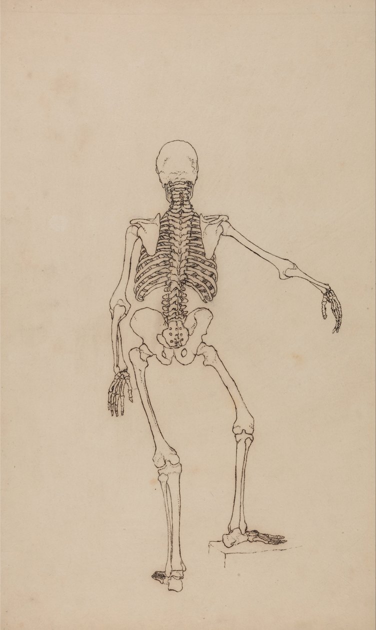 Een vergelijkende anatomische uiteenzetting van de structuur van het menselijk lichaam met dat van een tijger en een hoender: Menselijk skelet, achteraanzicht door George Stubbs