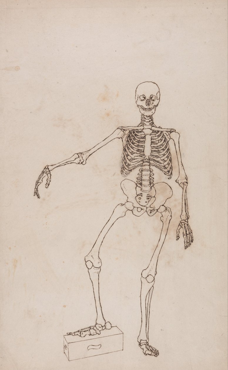 Een vergelijkende anatomische uiteenzetting van de structuur van het menselijk lichaam met dat van een tijger en een hoender: Menselijk skelet, vooraanzicht door George Stubbs
