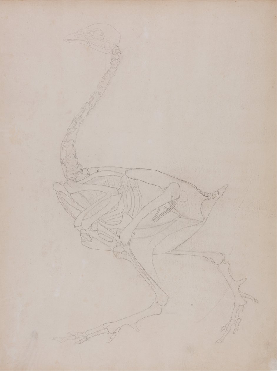 Een vergelijkende anatomische uiteenzetting van de structuur van het menselijk lichaam met dat van een tijger en een hoender:  Hoenderlichaam, zijaanzicht door George Stubbs