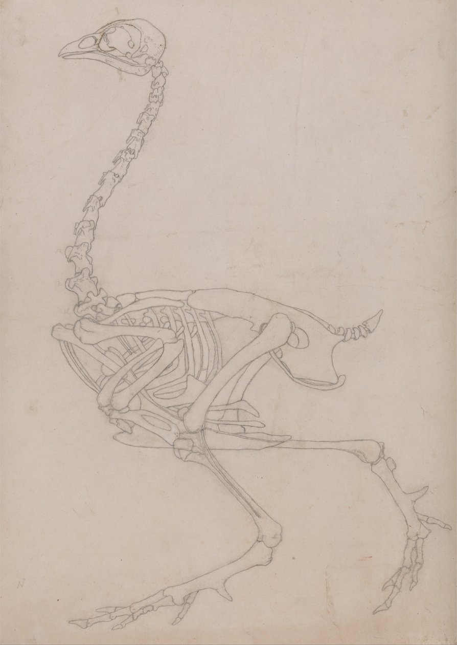 Een vergelijkende anatomische uiteenzetting van de structuur van het menselijk lichaam met dat van een tijger en een hoender:  Fowl Skeleton, Lateral View (Schets van het skelet gemaakt voor de sleutelfiguur bij Tabel V) door George Stubbs