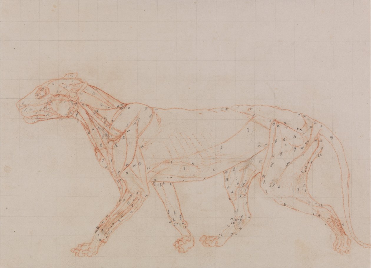 Een vergelijkende anatomische uiteenzetting van de structuur van het menselijk lichaam met dat van een tijger en een hoender:  Tijgerlichaam, zijaanzicht (Studie van de spieren blootgelegd in het derde stadium van dissectie) door George Stubbs
