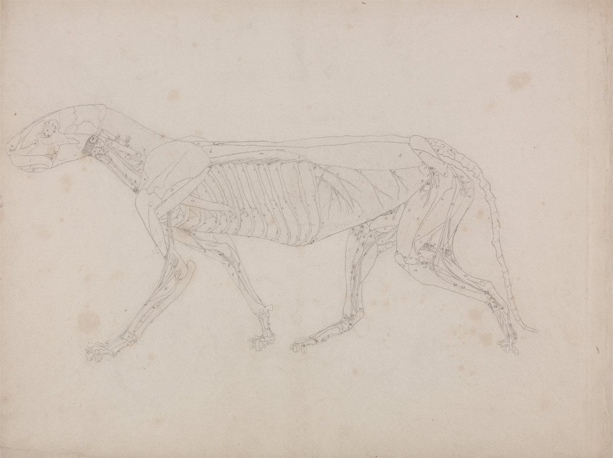 Een vergelijkende anatomische uiteenzetting van de structuur van het menselijk lichaam met dat van een tijger en een hoender: Tijgerlichaam, zijaanzicht door George Stubbs