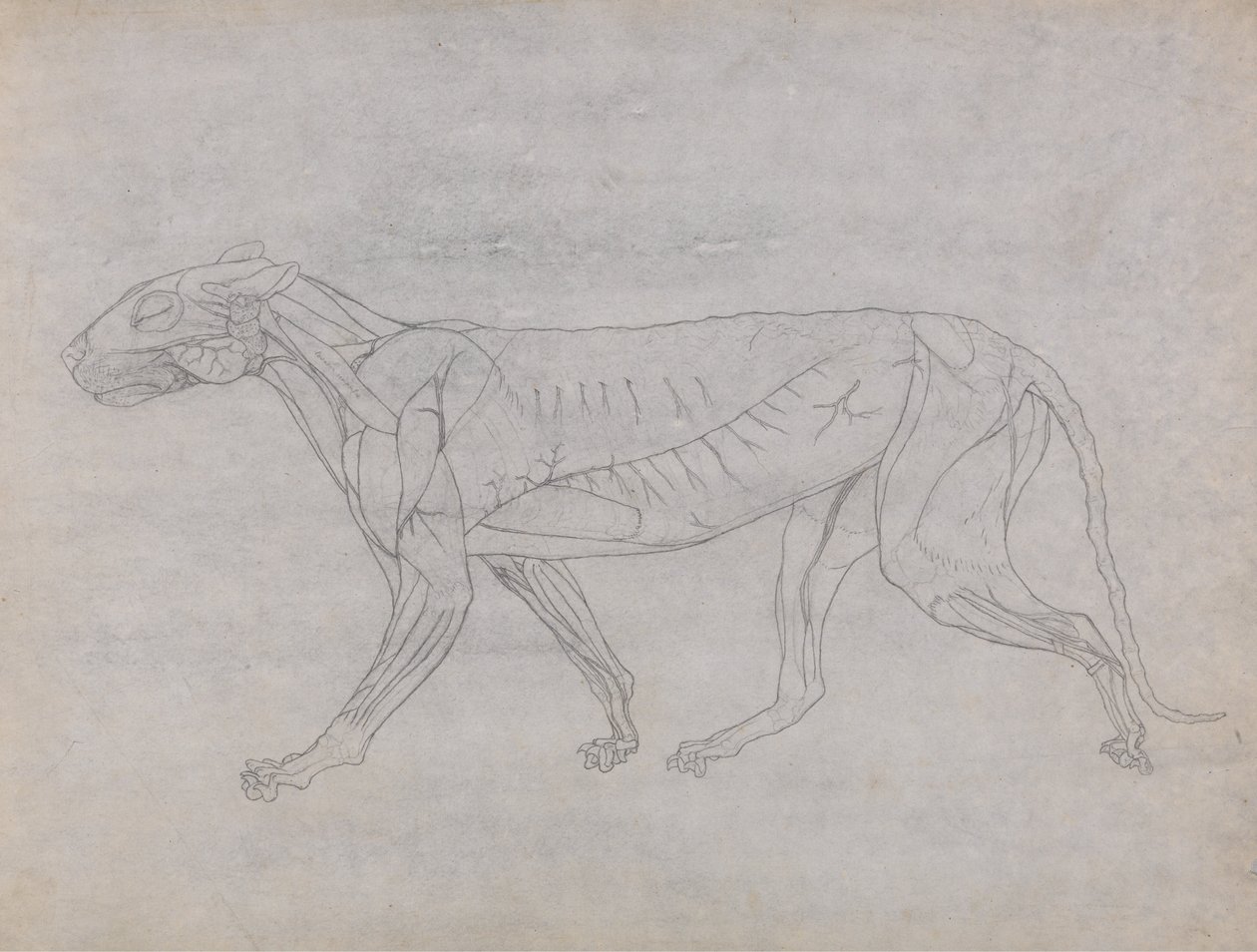 Een vergelijkende anatomische uiteenzetting van de structuur van het menselijk lichaam met dat van een tijger en een hoender: Tijgerlichaam, zijaanzicht door George Stubbs
