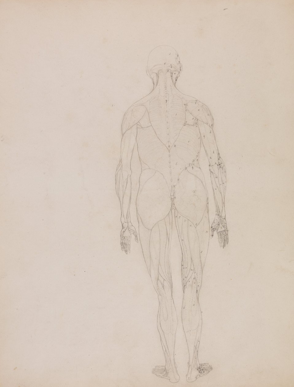 Een vergelijkende anatomische uiteenzetting van de structuur van het menselijk lichaam met dat van een tijger en een hoender: Figuur van de mens, achteraanzicht (schetstekening voor sleutelfiguur bij tabel XII) door George Stubbs