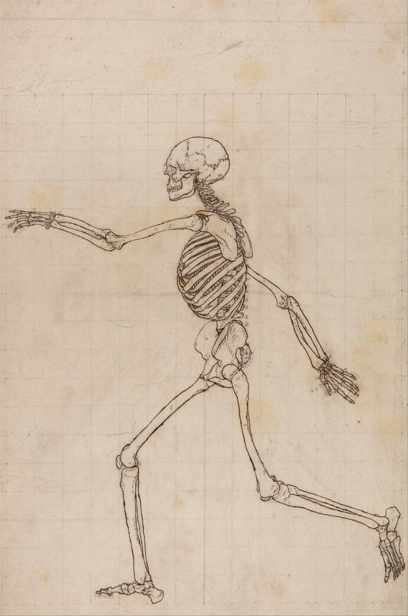 Een vergelijkende anatomische uiteenzetting van de structuur van het menselijk lichaam met dat van een tijger en een hoender: Menselijk skelet, zijaanzicht door George Stubbs