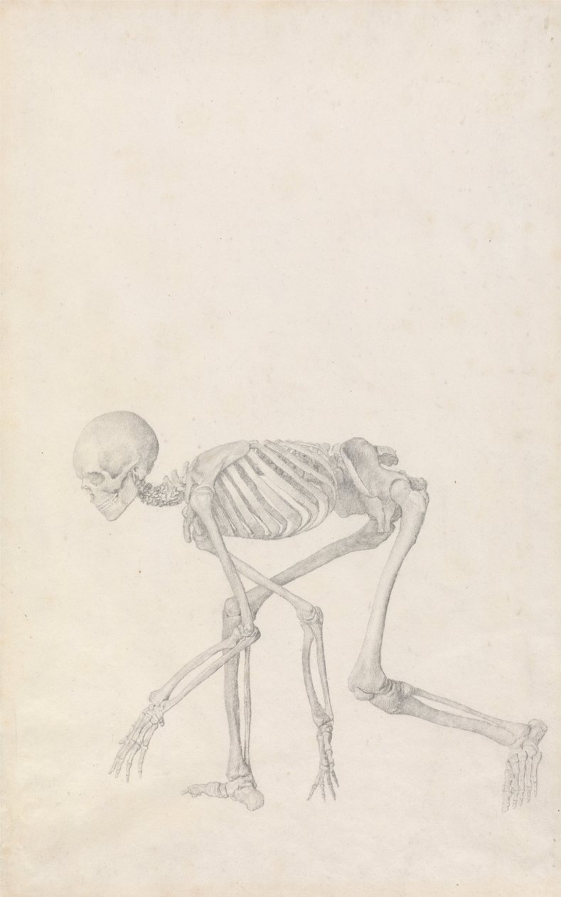 Een vergelijkende anatomische uiteenzetting van de structuur van het menselijk lichaam met dat van een tijger en een hoender: Menselijk skelet, zijaanzicht (in hurkhouding; voltooide studie voor een ongepubliceerde tabel) door George Stubbs