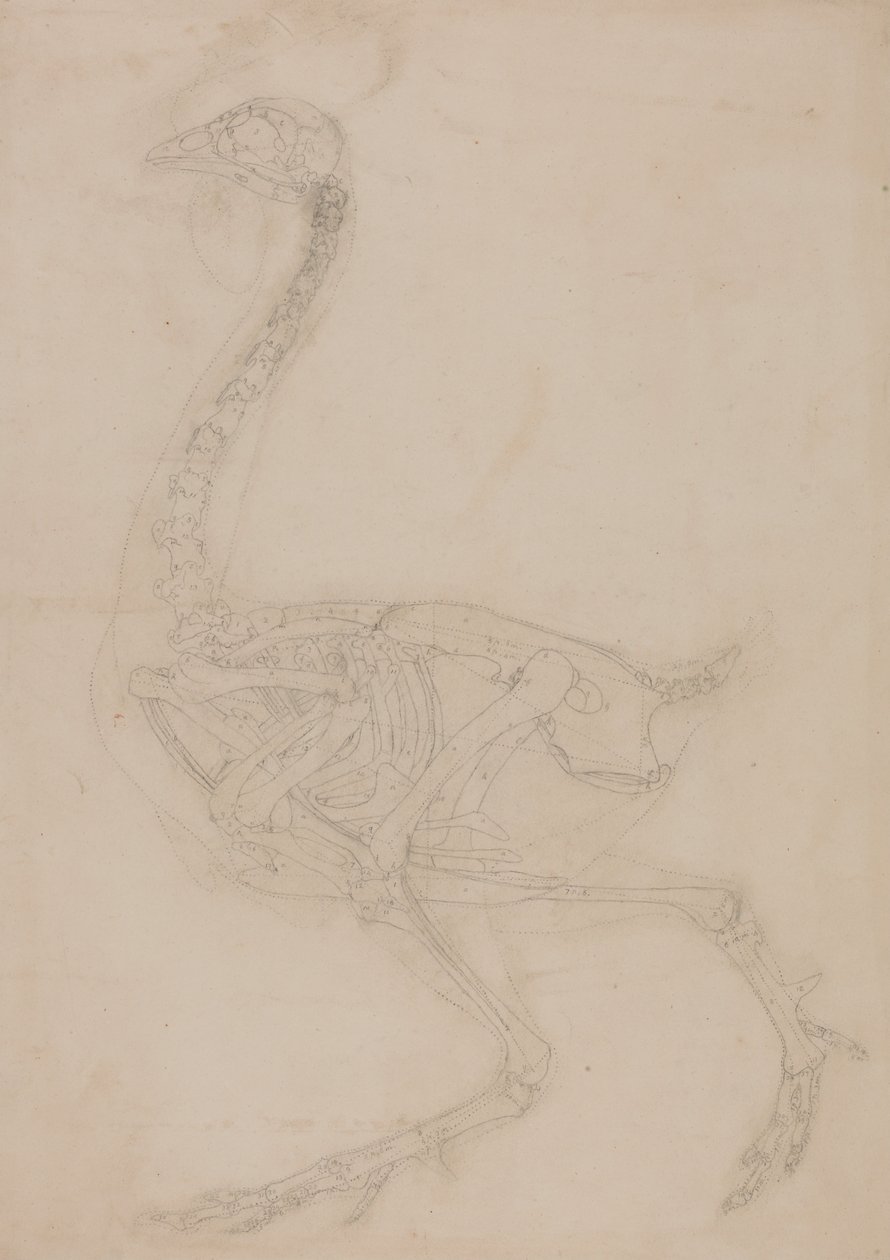 Een vergelijkende anatomische uiteenzetting van de structuur van het menselijk lichaam met dat van een tijger en een hoender:  Kippenskelet, zijaanzicht door George Stubbs