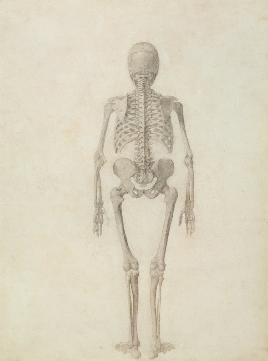 Een Vergelijkende Anatomische Expositie van de Structuur van het Menselijk Lichaam met die van een Tijger en een Gewone Vogel: Menselijk Skelet, Posterior Aanzicht door George Stubbs
