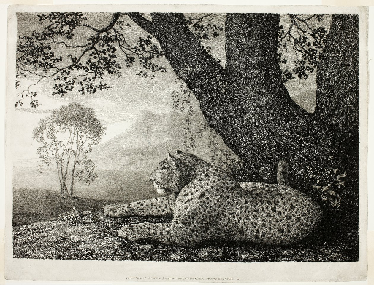 Een tijger (Een liggende luipaard bij een boom) door George Stubbs