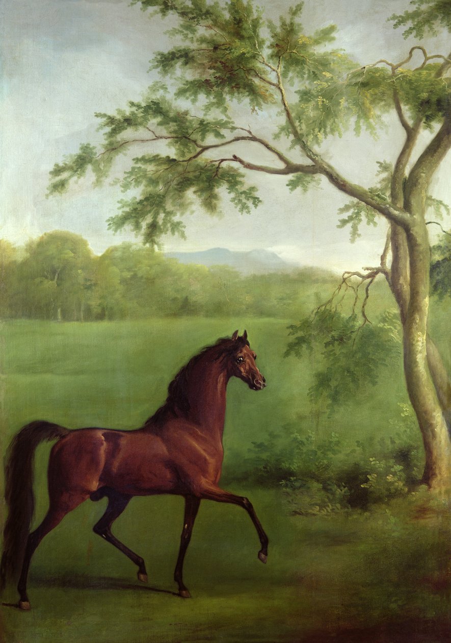 Een Arabische Hengst onder een Boom, c.1761-63 door George Stubbs