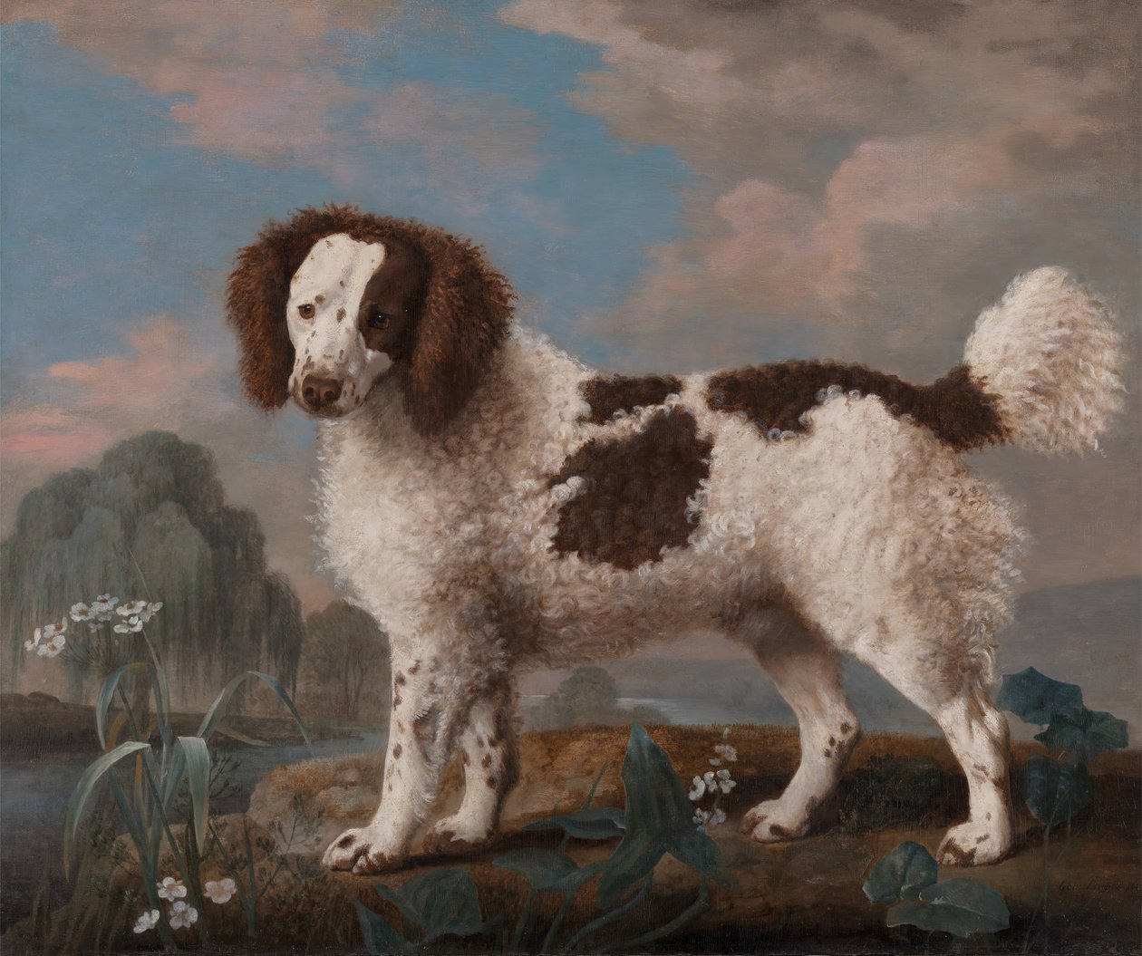 Bruine en witte Norfolk of Waterspaniël, 1778 door George Stubbs